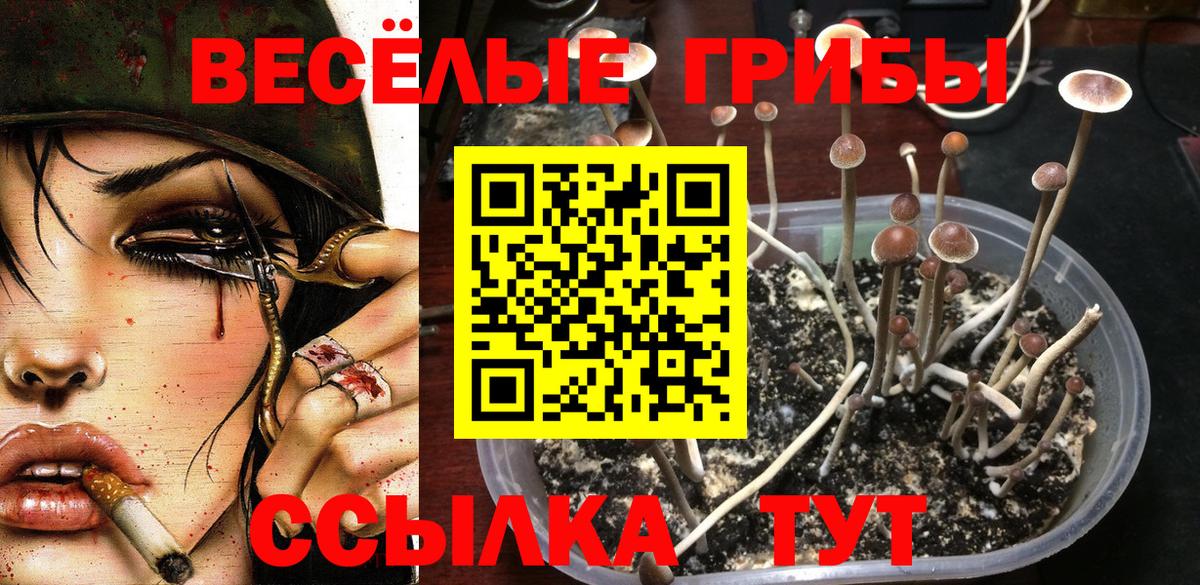 Псилоцибиновые грибы мицелий Отрадный